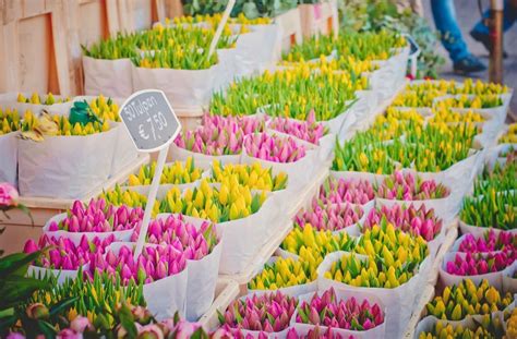 Tulip Festival Amsterdam - Tulip Festival Amsterdam