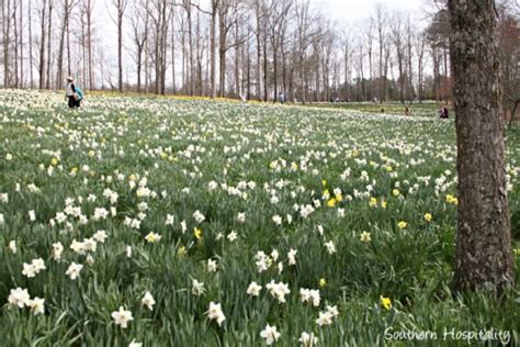 Spring at Gibbs Gardens: the Daffodils - Southern Hospitality