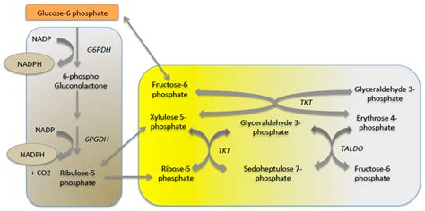 Metabolites | Free Full-Text | Glucose-6 Phosphate, a Central Hub for ...