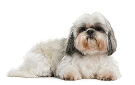 Shih Tzu Size Chart | Growth & Weight Chart