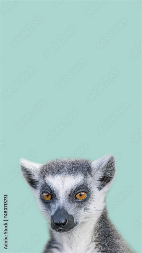 Cover page with portrait of funny ring-tailed Madagascar lemur enjoying ...