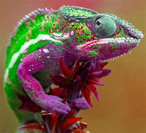 colorful lizard | Colorful lizards, Lizard, Chameleon pet