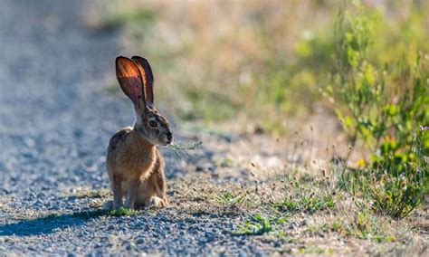 Jackrabbit - A-Z Animals