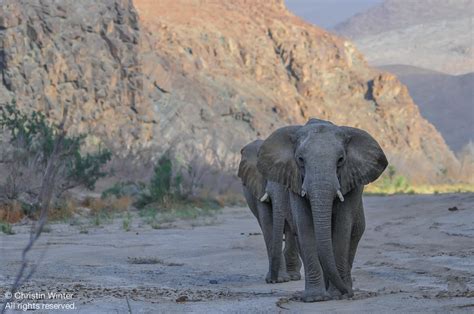 Namibian Desert Elephant Conservation