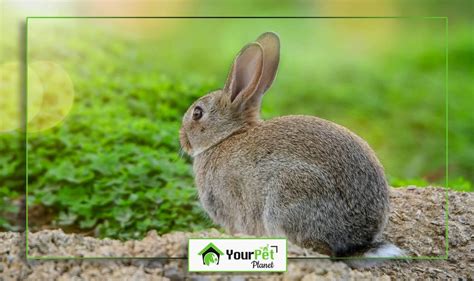 Rabbit Tail Interesting Facts - Your Pet Planet - Rabbits - Your Pet Planet