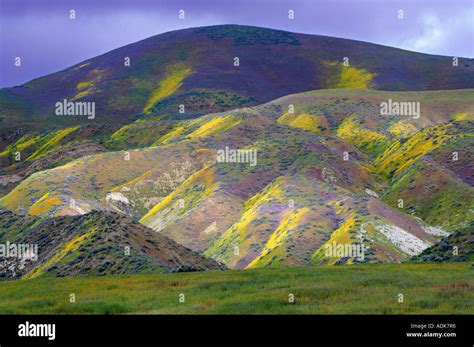 Hillside with yellow and purple wildflowers Carrizo Plain National Monument California Stock ...