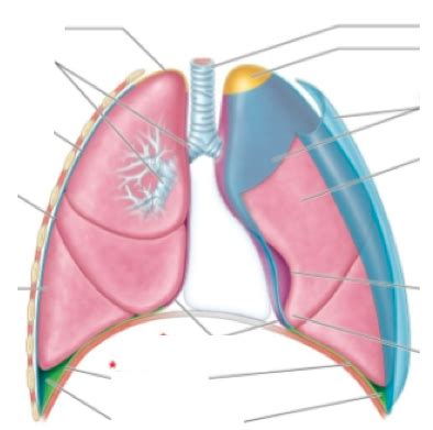 Pleurae Diagram Diagram | Quizlet