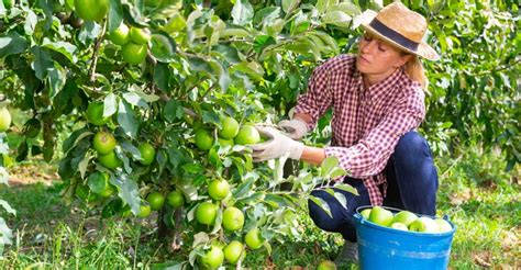 Preserving Your Apple Harvest