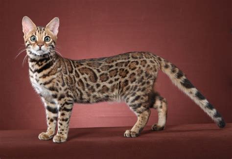 Top 10 most expensive cat breeds in the world – Page 8