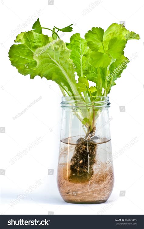 Hydroponics Grow Vegetables Stock Photo 160943405 | Shutterstock