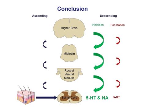 Mechanism of action of analgesics (2012)