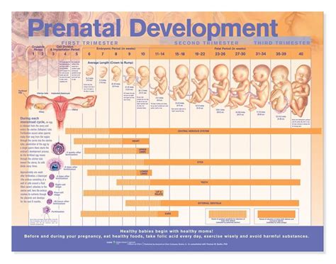 Prenatal development Poster - Clinical Charts and Supplies