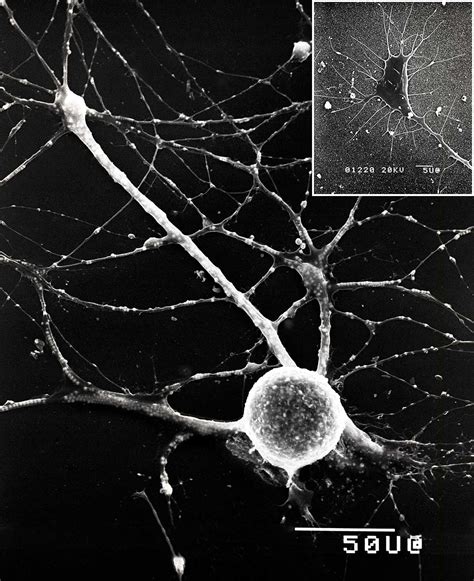 Neuron Microscope