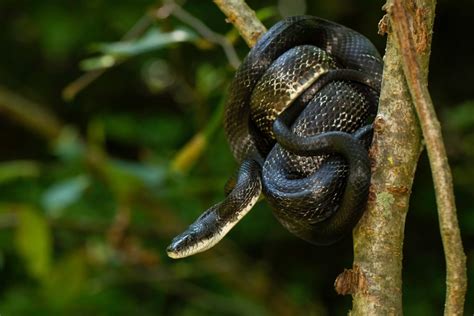The Ultimate Black Rat Snake Care Guide - Reptile Craze