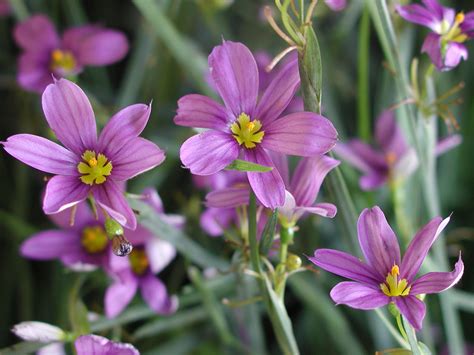 Sisyrinchium angustifolium 'Lucerne' | Stonehouse Nursery