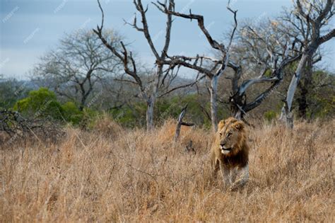 Premium Photo | Lion male walking through grassland