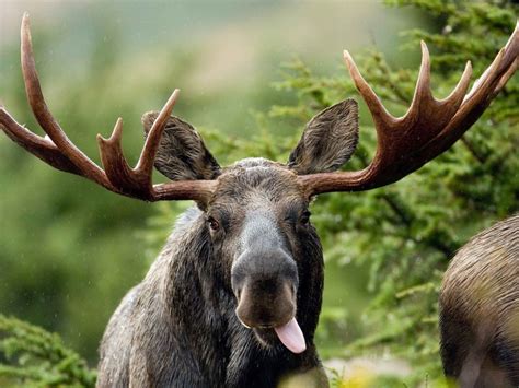 Moose Wallpaper, Best Moose Wallpaper, #35616