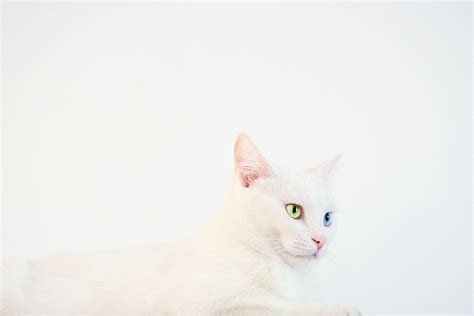 Cat White Background Photos, Download The BEST Free Cat White ...