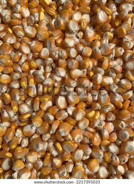 Corn Food That Contains Carbohydrates Stock Photo 2217395033 | Shutterstock