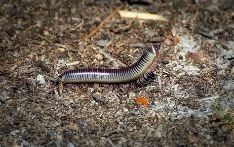 Florida Ivory Millipede Photograph by Richard Leighton - Pixels