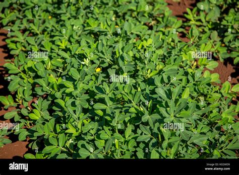 Peanut field hi-res stock photography and images - Alamy