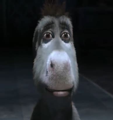 Staring Donkey (Original) | Staring Donkey | Know Your Meme