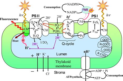 Thylakoid Membrane Photosynthesis