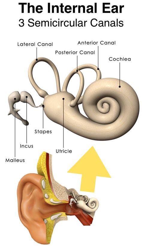 [DIAGRAM] Diagram Of Internal Ear - MYDIAGRAM.ONLINE