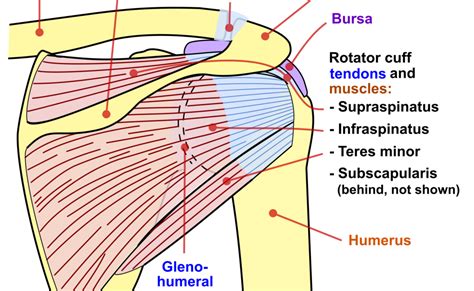 Diagram Of Shoulder Muscles And Tendons Anatomy Of The Rtc Tendons | Images and Photos finder