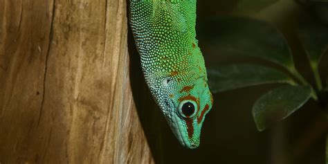 Madagascar Giant Day Gecko | Smithsonian's National Zoo and Conservation Biology Institute