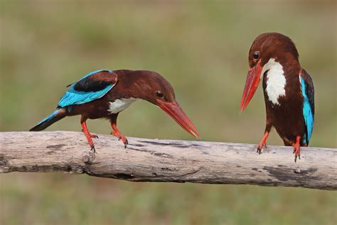 White-throated Kingfishers nesting behavior