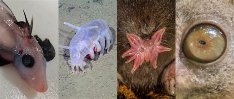 Weird Animals Found On Earth