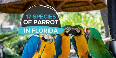 Parrots in Florida [A Look At 17 Species!] - Birdwatching Buzz