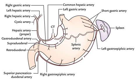 Easy Notes On 【Stomach】Learn in Just 4 Minutes!