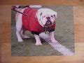 Georgia Bulldogs - UGA IX Prints, Pictures, Photos, Posters & Canvas Artwork