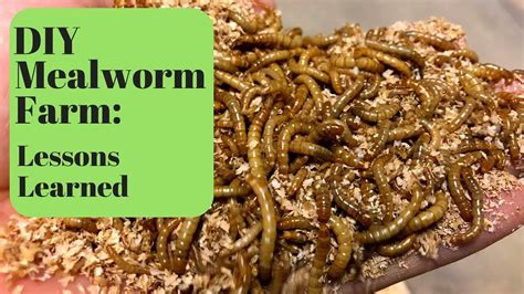 DIY Mealworm Farm: Lessons Learned - YouTube