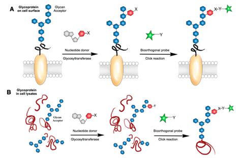 Techniques to Analyze Glycoprotein Sugar Chain Structure in Glycomics ...