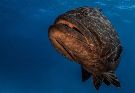 Can You Eat Goliath Grouper? - Fishmasters.com