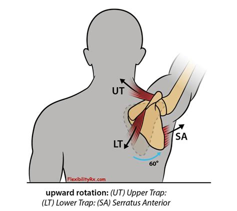 Shoulder Mobility: Overhead Pulldown | FlexibilityRx - Performance ...