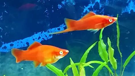 Swordtails care guide for beginners – swordtail gender, breeding swordtails and swordtail fry ...