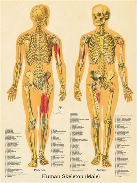 Male Skeletal System Anatomy Chart 18 x 24