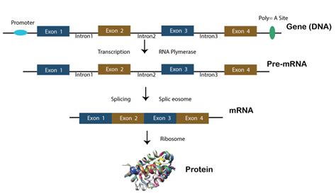 Split Genes - Javatpoint