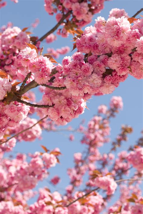 THE MOST BEAUTIFUL TREE IN PARIS - SPRING IN THE CITY - Lobster and Swan