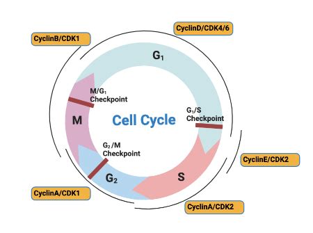 Interpreting a Diagram of Cyclin-CDK Interactions Practice | Biology ...