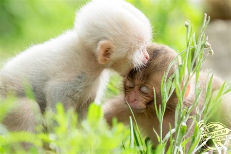 Rare White Monkey Snapped Having a Nibble on its Sibling's Head | Media Drum World