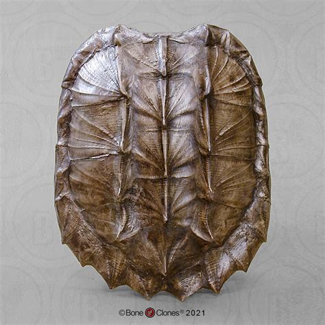 Alligator Snapping Turtle Shell - Bone Clones - Osteological Reproductions