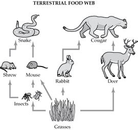 Food Web - Mountains