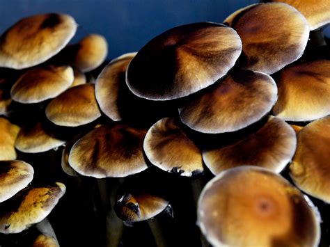 The Heady, Thorny Journey to Decriminalize Magic Mushrooms | WIRED