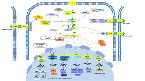 Hippo signaling pathway - Cusabio