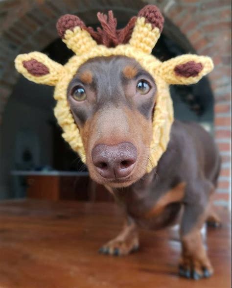 Cute Costumes for Sausage Dogs | dachshund-central | Cute dog costumes, Pet halloween costumes ...